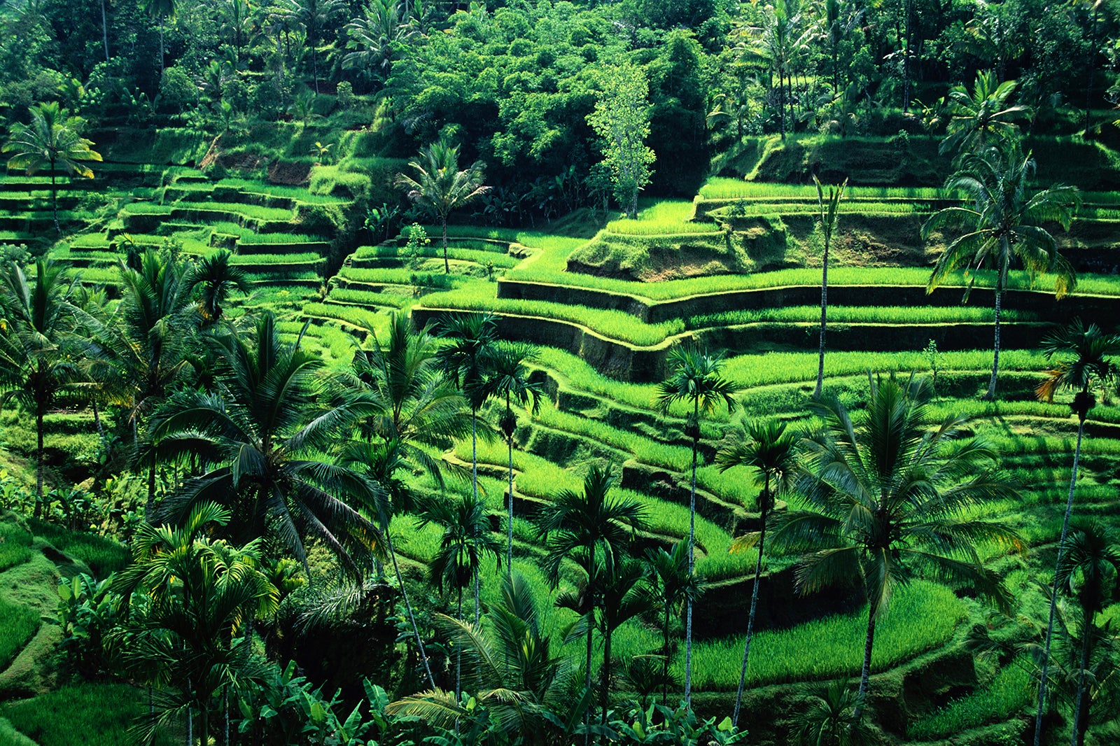 Full Day Ubud Tour